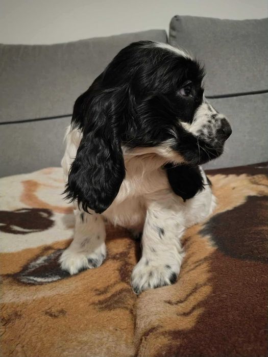 Sunia biało czarna cocker spaniel angielski