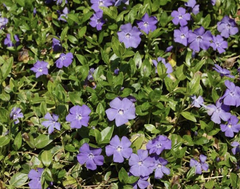 Vinca minor.