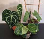 Philodendron Paraiso verde, Birkin, Anthurium clarinervium