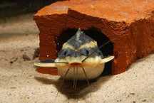 GB Sum liniowy Platydora Kolczasta (Platydoras Armatulus)