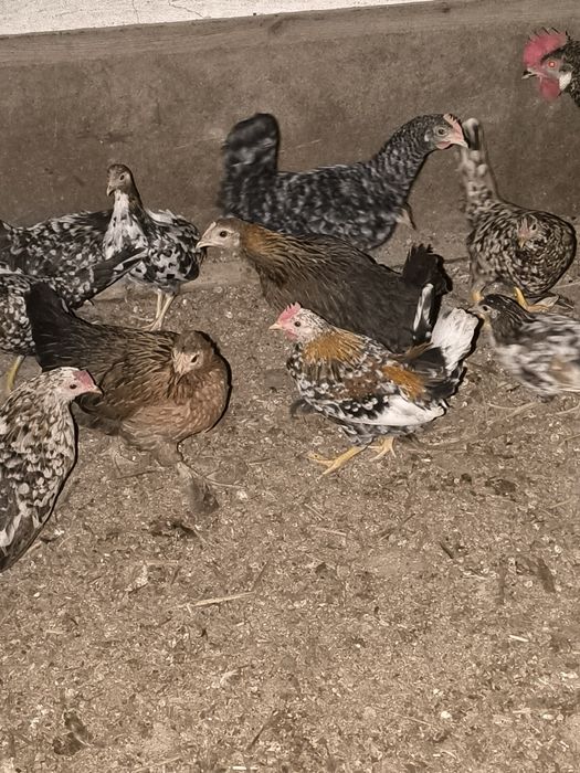 Sprzedam kurki liliputki