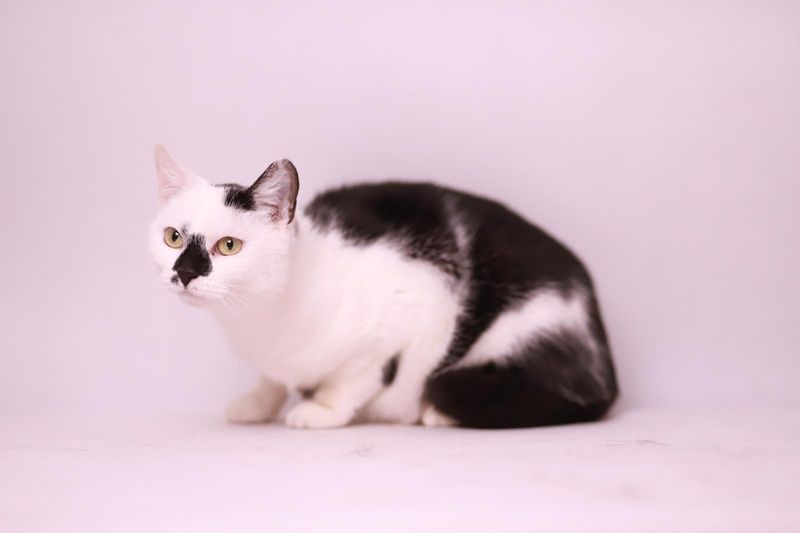 Wyjątkowa, luksusowa kotka Chanel szuka domu