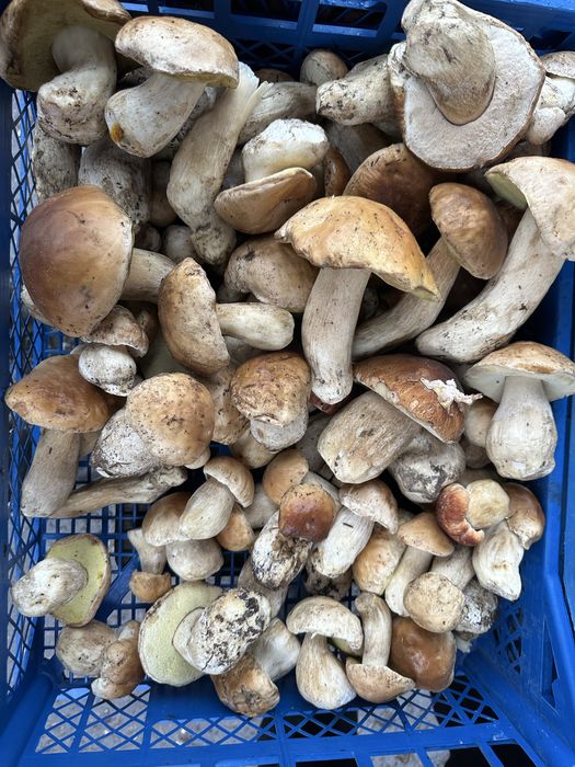 Гриби білі та поляк