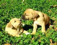 Szczeniaki mix amstaff/labrador