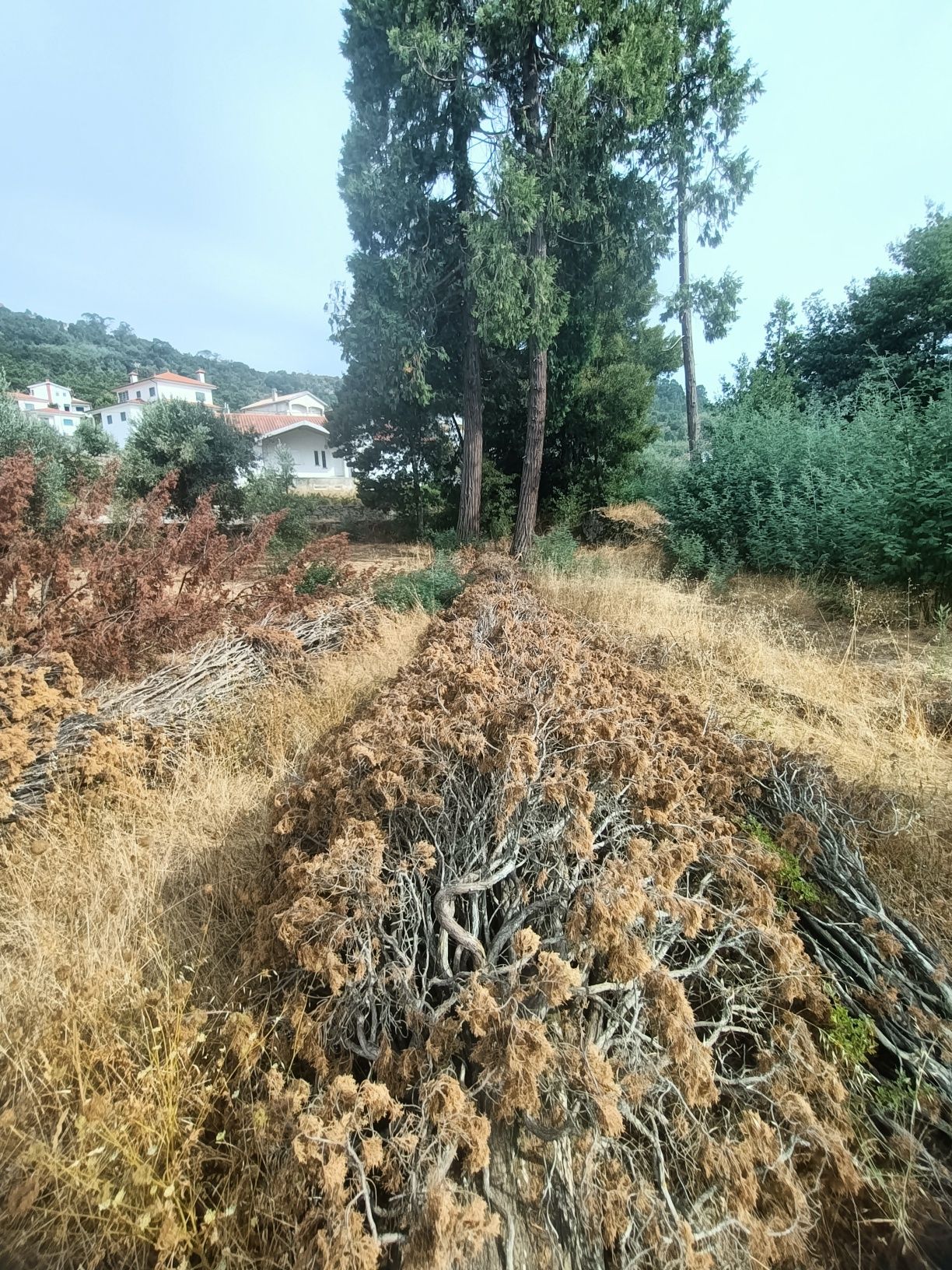 Arvores (pinheiro e outros)