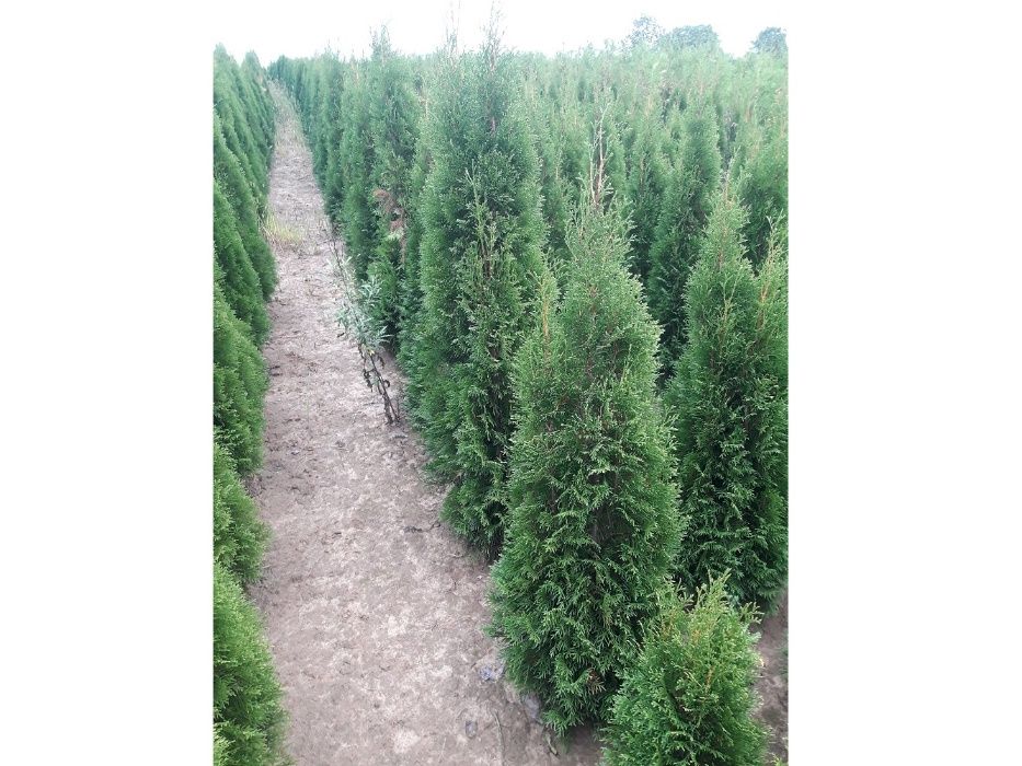 Thuja Smaragd 100,120,140,150 cm! Tuja Szmaragd! Dowóz! Tuje! Sadzimy!