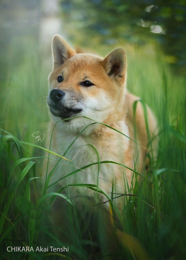 Piękny Chłopiec Shiba Inu