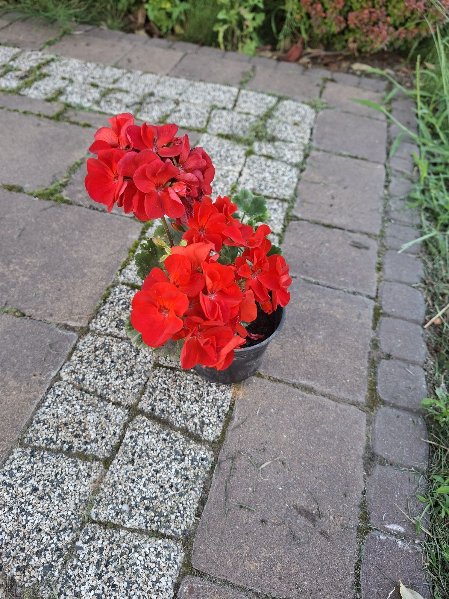 Pelargonia hybrydowa