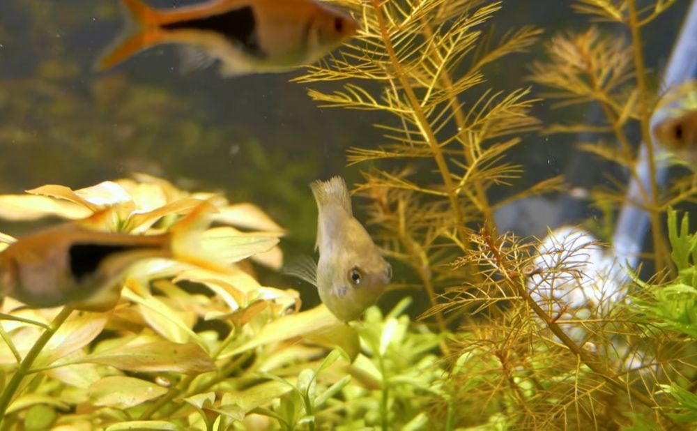 Pretnik Karlowaty SAMICE