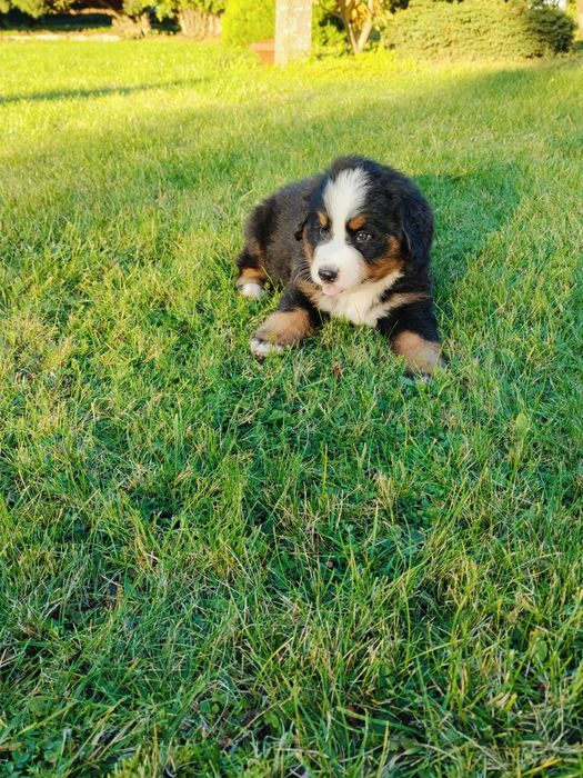 Sprzedam pieska Berneński Pies Pasterski