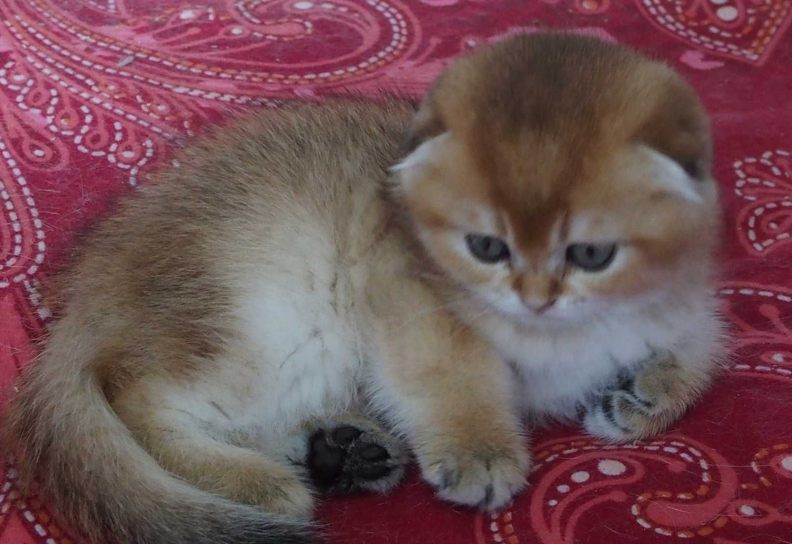 Kocurek Szkocki Zwisłouchy PZF. WCF Scottish Fold Złota Szynszyla