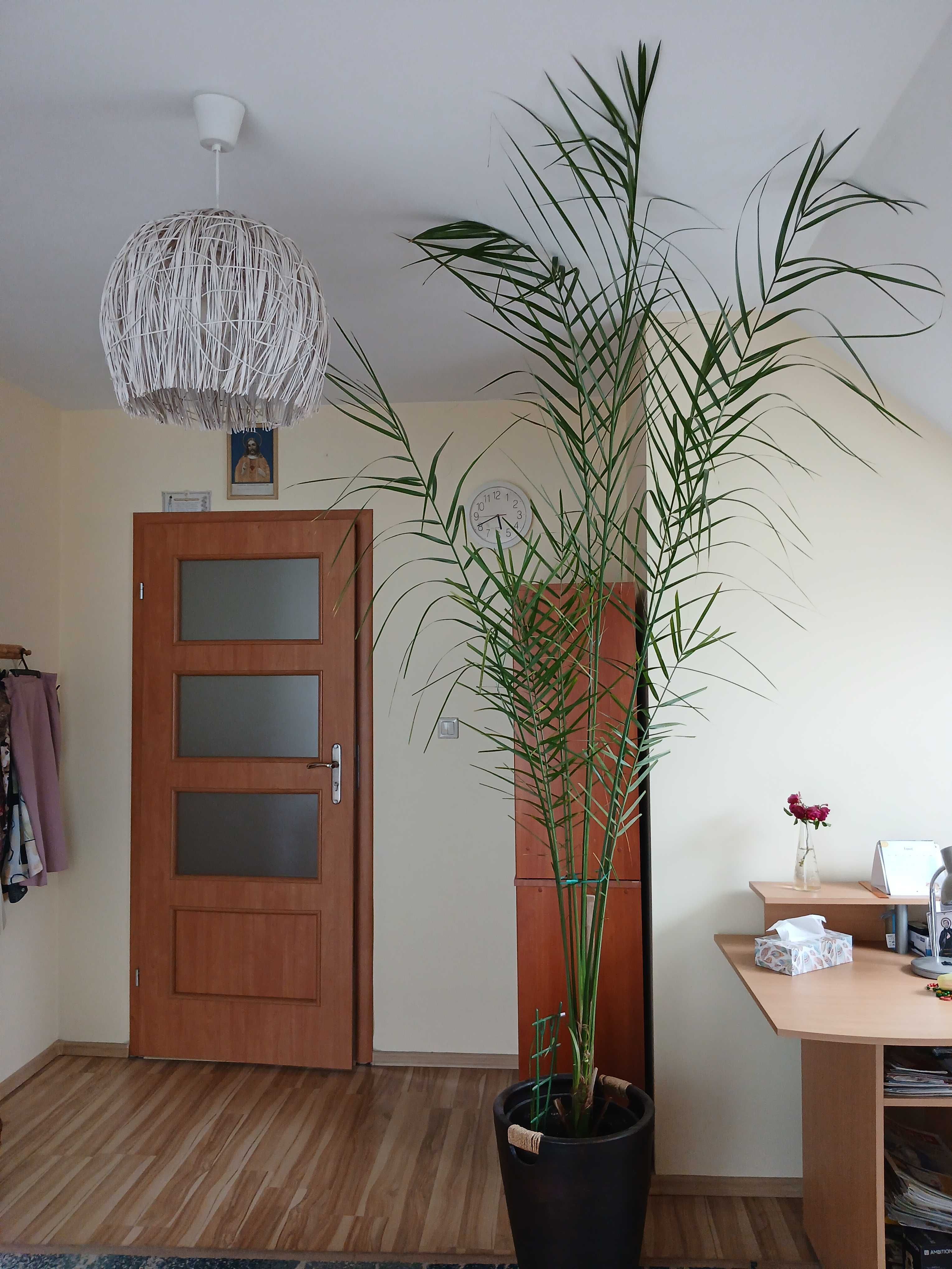 Palma Daktylowiec Phoenix 20-letnia
