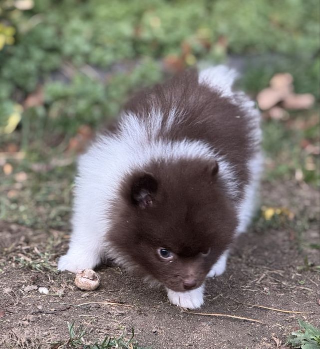 Pomeranian czekoladowy ekstra klasa z rodowodem szpic miniaturowy