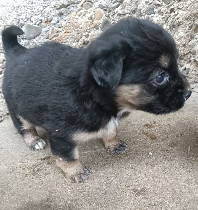 Szczeniaki do oddania