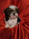 Shih tzu - super dziewczynka