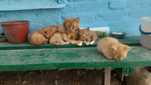 Кошенята безкоштовно