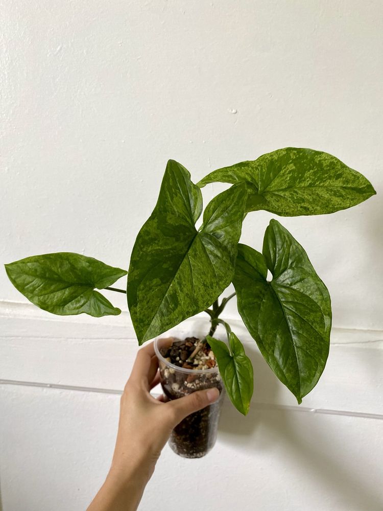 Syngonium mojito