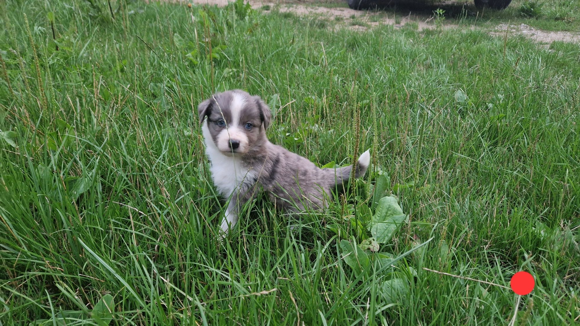 Border Collie pies piesek szczeniak