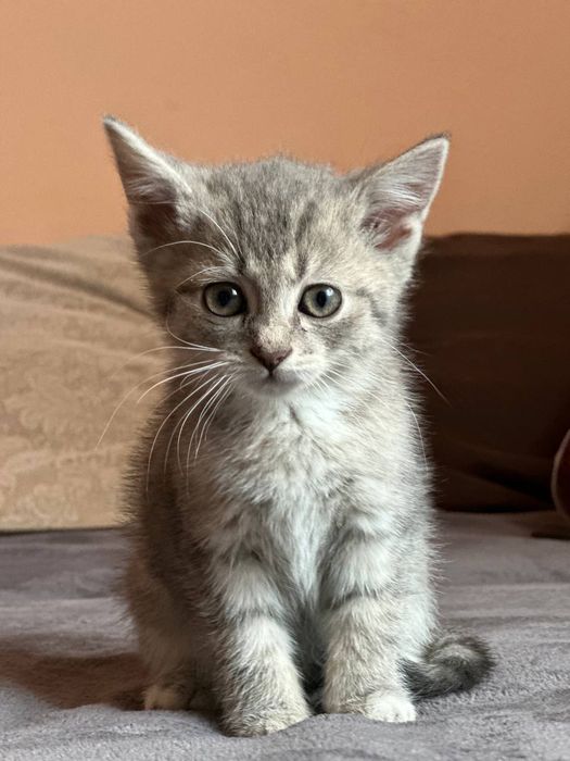 Віддам котиків в добрі руки (безплатно)