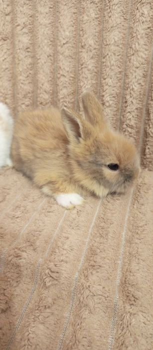 Декоративні кролики