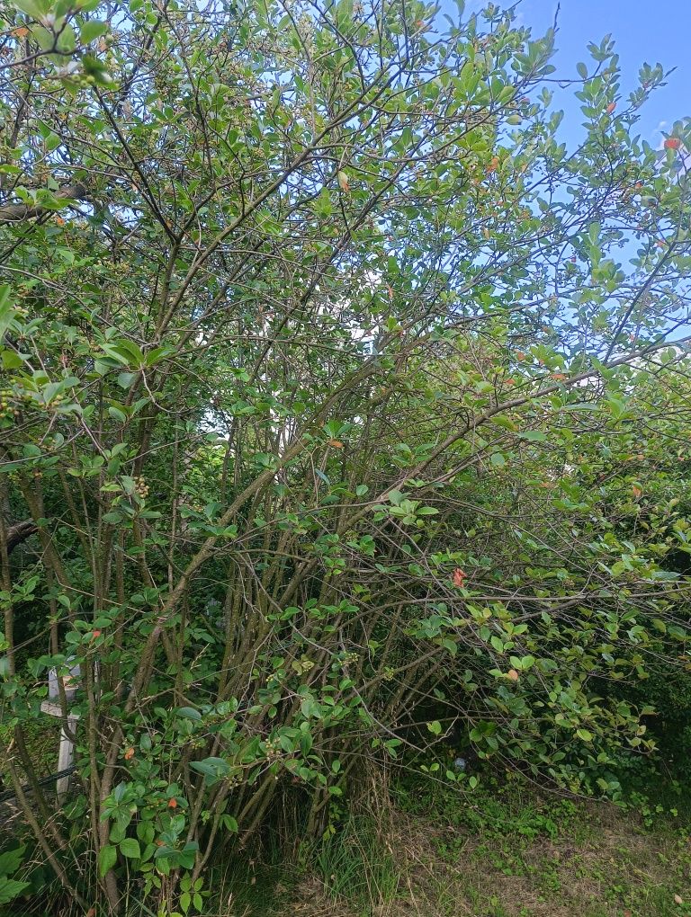 Działka ROD Panorama
