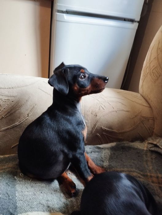 Продаю цуценят цверг пінчера