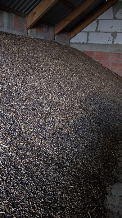 Owies czarny odmiana gniady ekologiczny