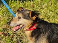 Emilio - mały, starszy piesek do adopcji