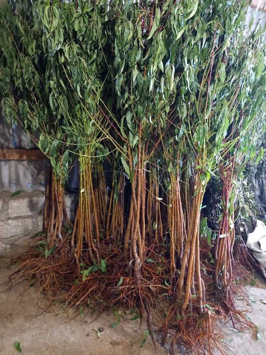 Саджанці плодових дерев / Саженцы плодовых деревьев / ОПТ та Роздріб