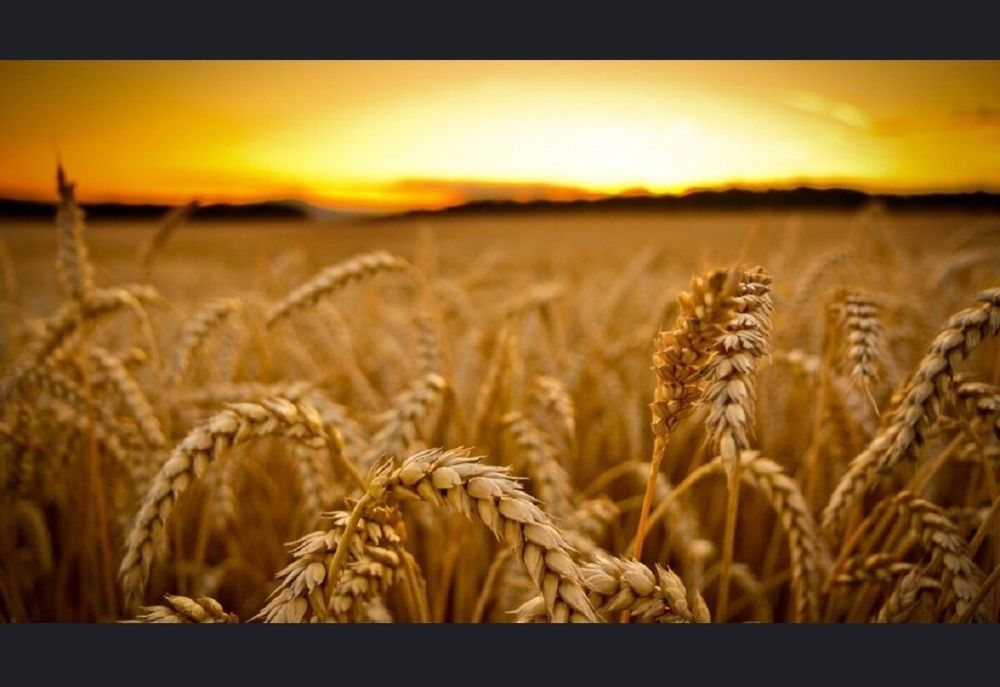 Продаж пшениці фуражної