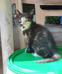 Dá-se gatinhos nascidos no inicio de Maio