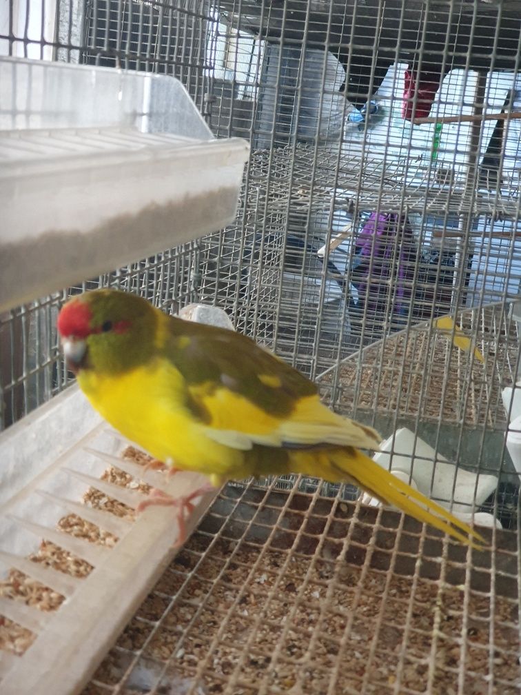 Kakarikis amarelos malhados preço casal