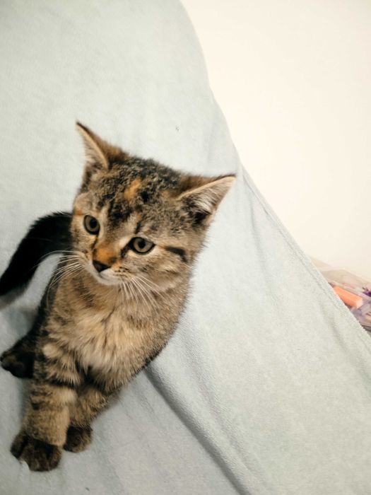 Oddam za darmo kotkę i kocurka