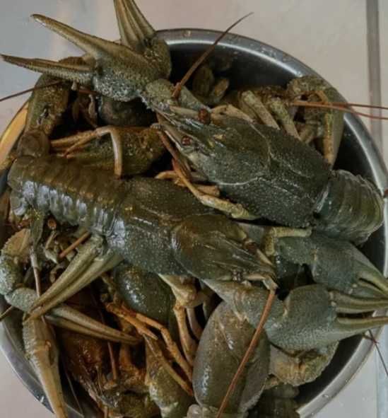 Продам живі раки