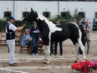 Dolar SP karosrokaty homozygota Tobiano