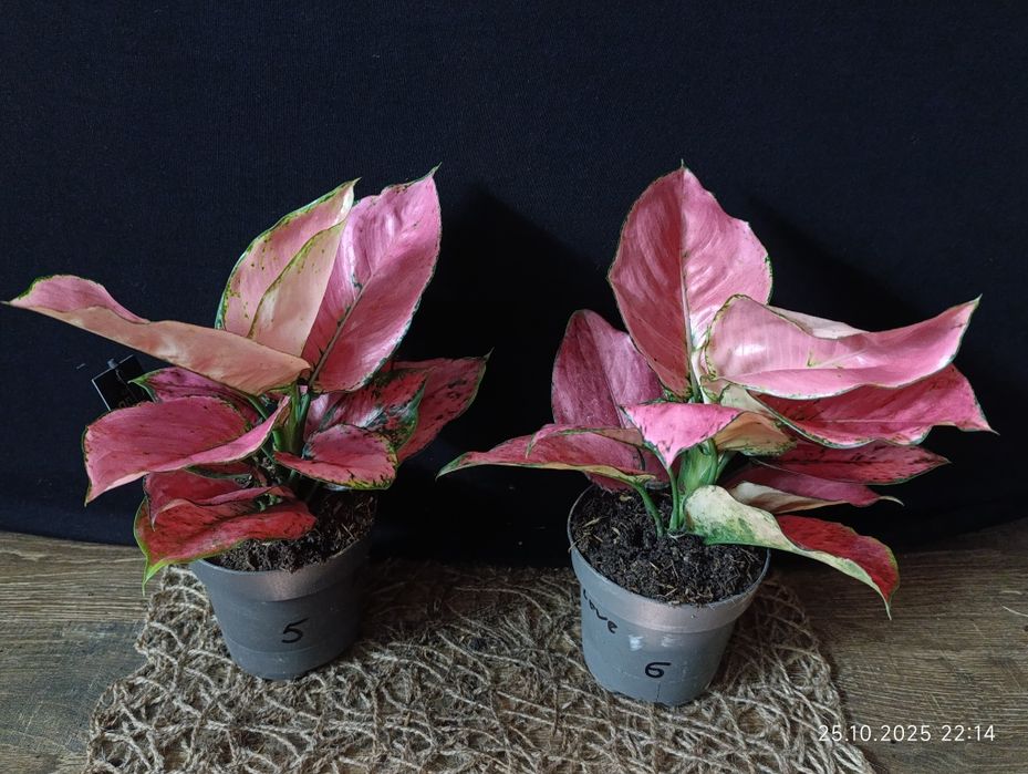 Аглаонема "Расбері Лав" (Aglaonema 'Raspberry Love')