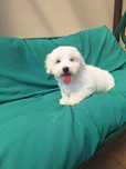 Coton de tulear Prześliczna suczka po zdrowych rodzicach
