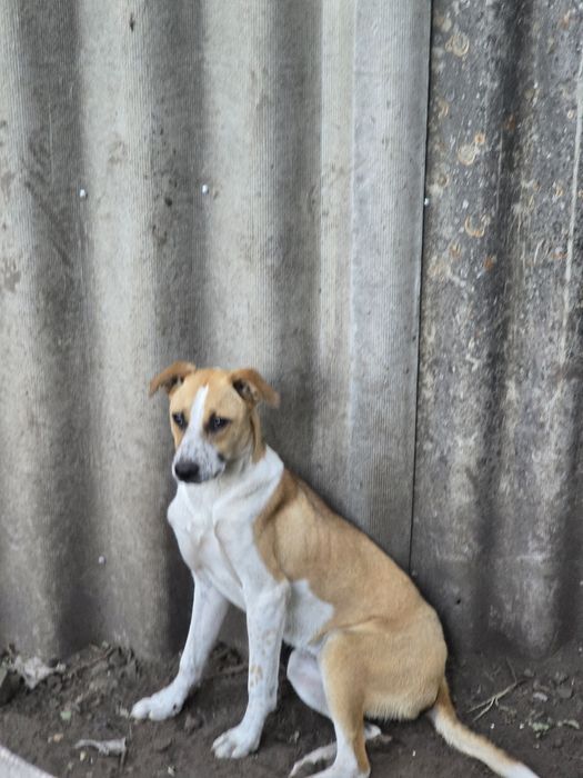 Собака а добрі ручки!