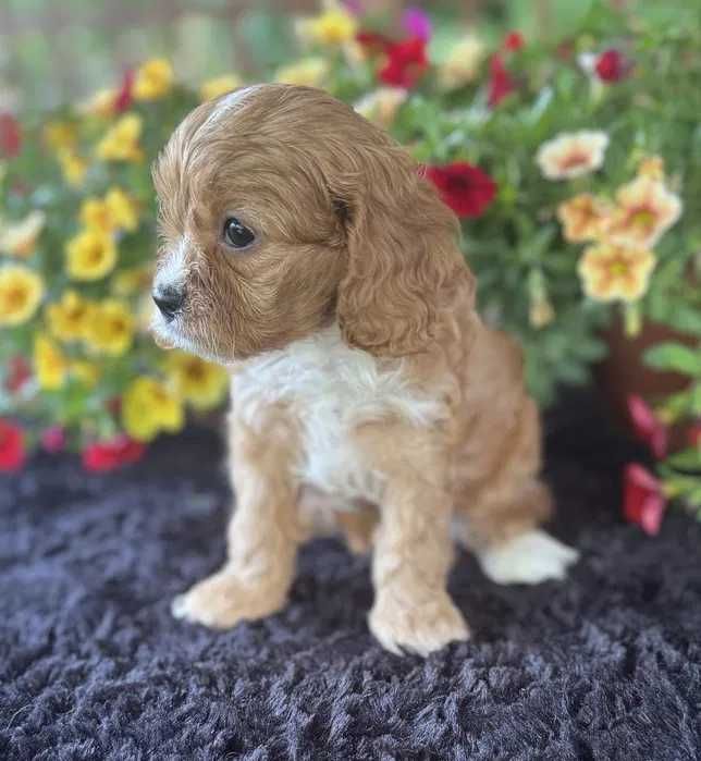 Cavapoo disponível