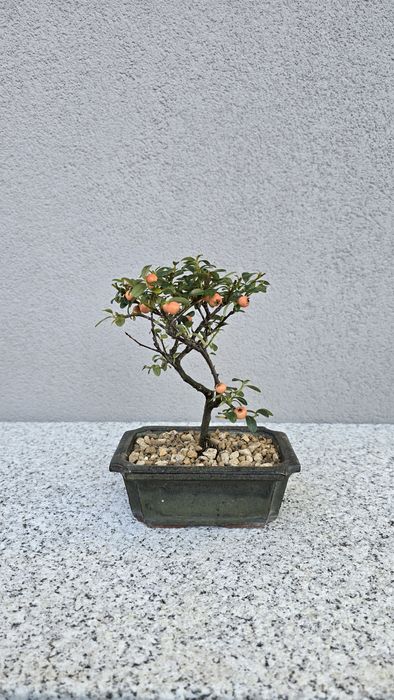 Pré bonsai Pyracantha