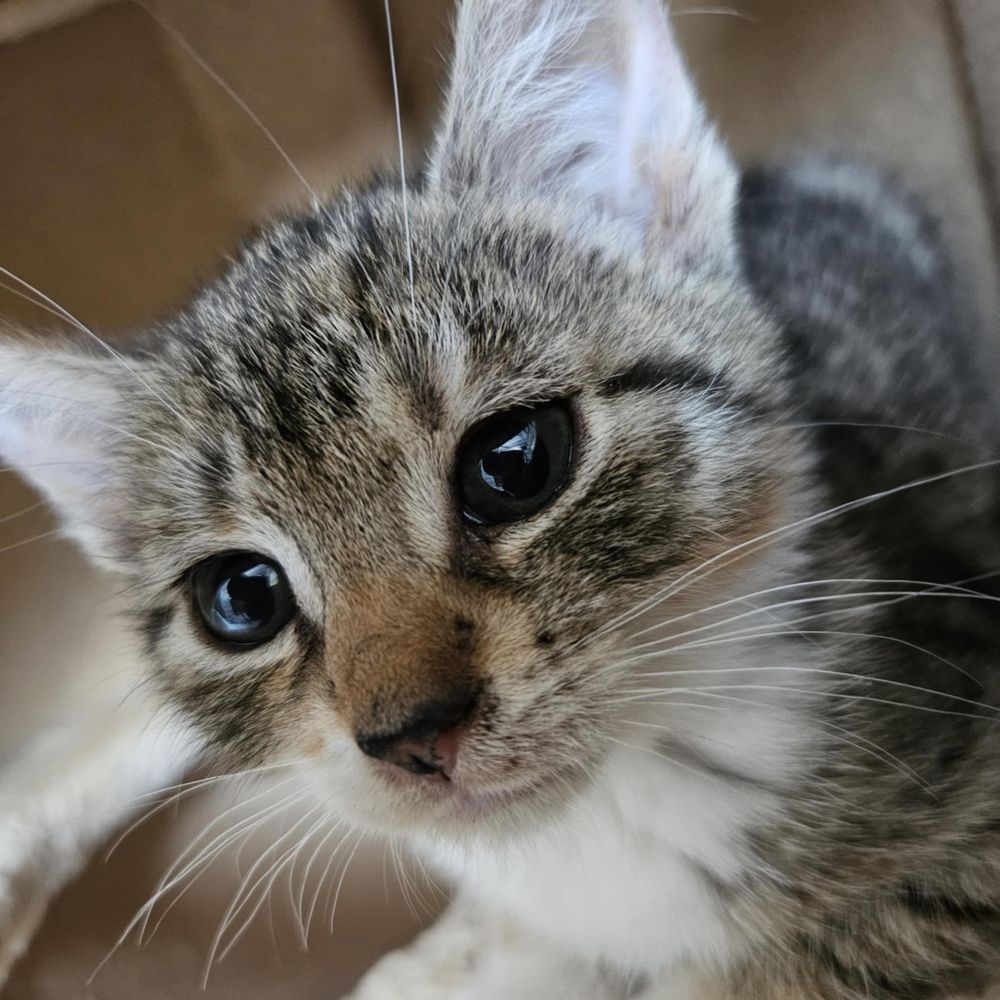 Mały słodziak do adopcji