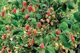 Ремонтантная малина ежевика еже- малина Иргу  Тибетскую малину