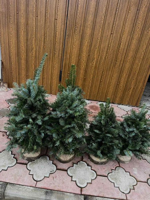 Плетені Ялинки з гілок хвої