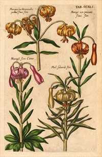 Kwiaty 1719 r. reprint XVIII w. grafiki