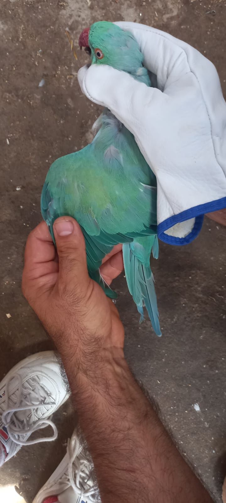 Casal de ring neck azul turquesa