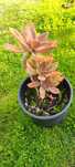 Planta suculenta
