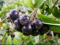 Aronia ekologiczna