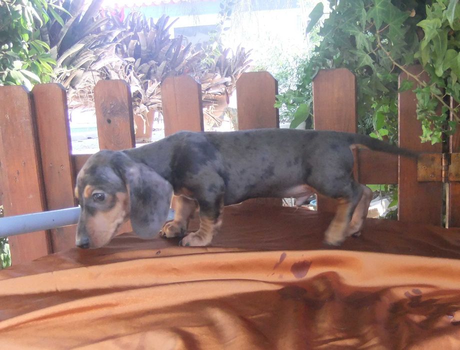 cachorro macho teckel miniatura