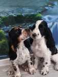 Piesek RasyCocker Spaniel