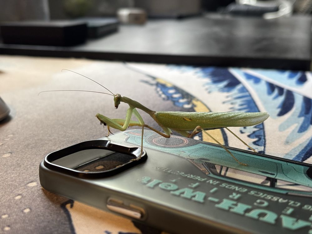 sphodromantis lineola imago
